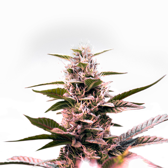 Green Amnesia Haze Photo Fem-0