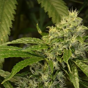 Green Crack Auto Fem-1381