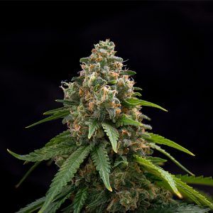 Green Crack Auto Fem-1384