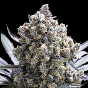 Green Crack Fast Photo Fem-0