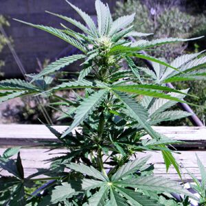 Green Poison F1 Auto Fem-1646