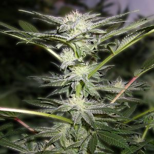 Green Somango Photo Fem-0