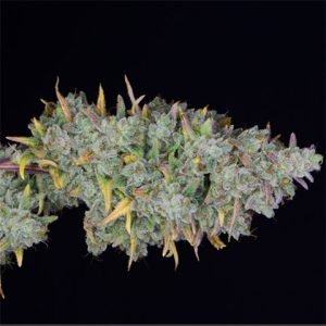Gelato Auto Fem-4054