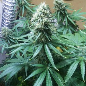 Master Kush Photo Fem-3075