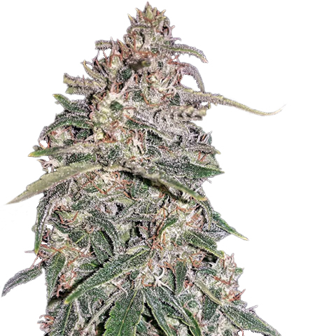 White Widow Meth Auto Fem-0