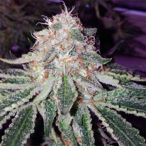 Alien Primate Glue Photo Fem-4056