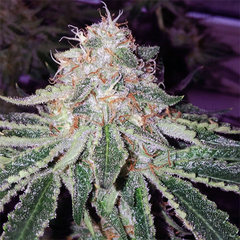 Alien Primate Glue Photo Fem-4056