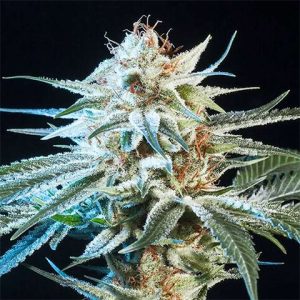 Alien Technology Photo Fem-3346