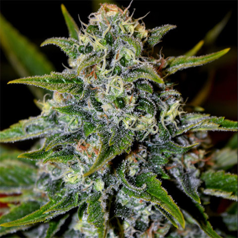 Black Demon OG Photo Fem-4068