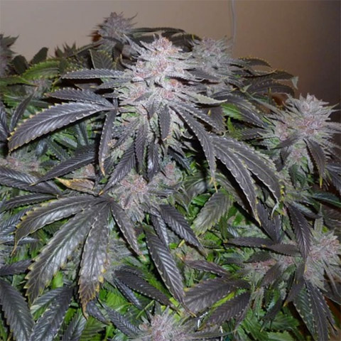 Black Purple Cheese Photo Fem-4255