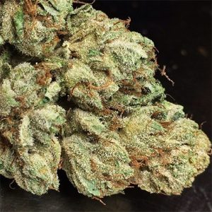 Bruce Banner Fast Photo Fem-4043