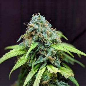 Bubba Kush Photo Fem-2807