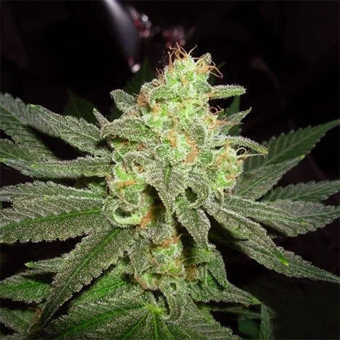 G13 Auto Fem-0