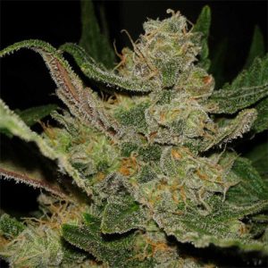 Hindu Kush Photo Fem-3007