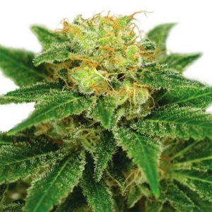 Northern Lights Auto Fem-2891