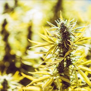 OG Kush Photo Fem-2820