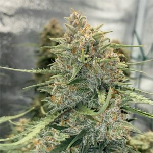 Sour Diesel Auto Fem-3659
