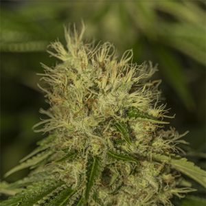 Sour Diesel Photo Fem-2905