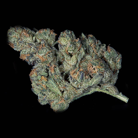 Star Killer Photo Fem-4011