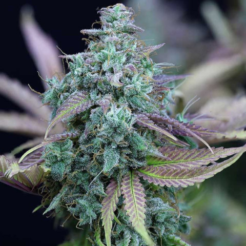 Strawberry Cheese Auto Fem-3792