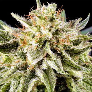 White Russian Photo Fem-3292