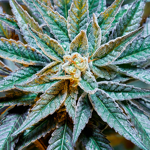 Gush Mints Photo Fem-0