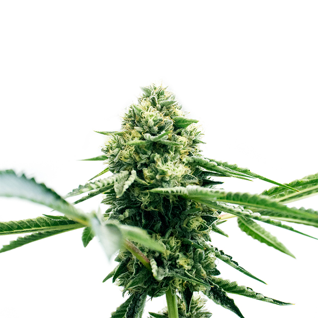 Harlequin Kush Photo Reg-0