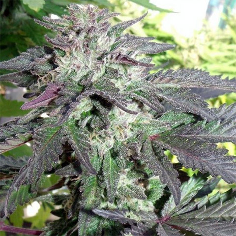 Cherry Pie Photo Fem-3043