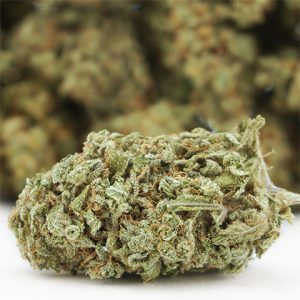 Sister Glue Lemon Photo Fem-4059