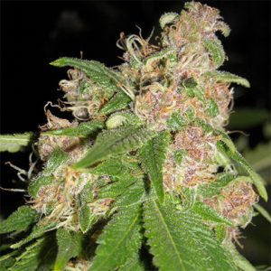 Grape Ape Photo Fem-3899