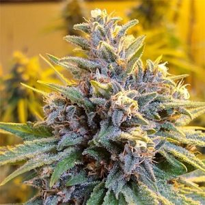 LA Confidential Photo Fem-3062