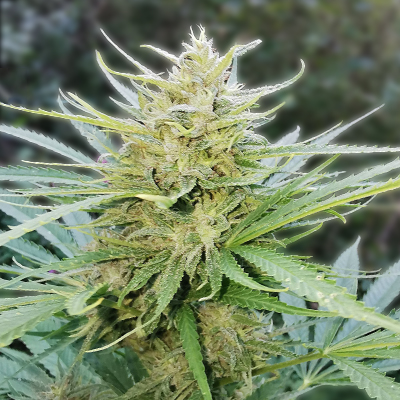 Hash Passion Photo Reg-0