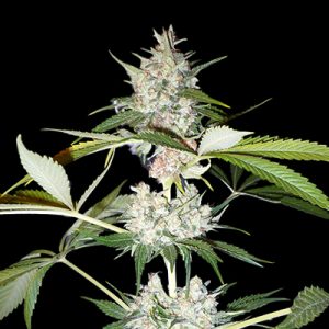Hawaiian Skunk Photo Reg-0