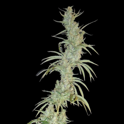 Hawaiian Snow Photo Fem-0