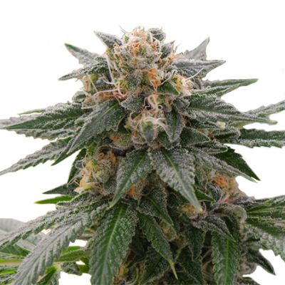 Head Band Auto Fem-0