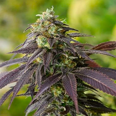 Head Band Photo Fem-0