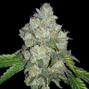 Hellfire OG Photo Fem-0