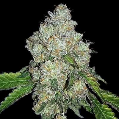 Hellfire OG Photo Fem