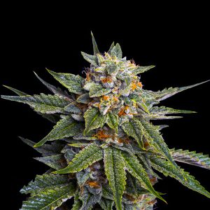 Holy Grail OG Photo Fem-0