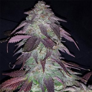 Blackberry Kush Photo Fem-3988