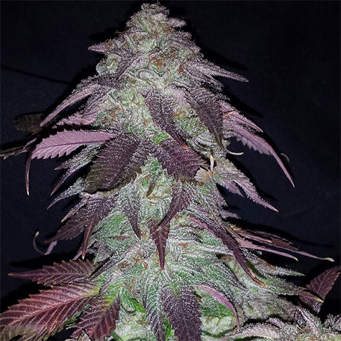 Blackberry Kush Photo Fem-3988