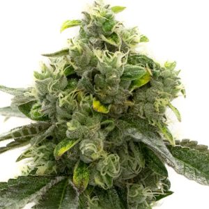 Bruce Banner Auto Fem-3380