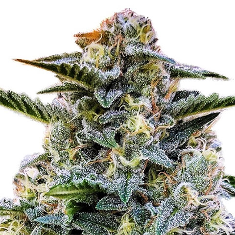 Bruce Banner Photo Fem-4006