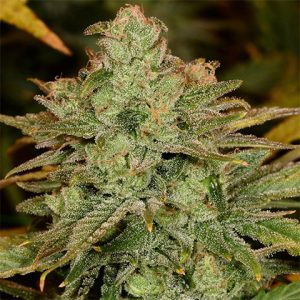 Cheese Photo Fem-2842