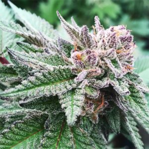 Cherry Pie Photo Fem-3042