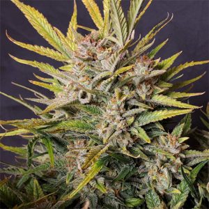 Girl Scout Cookies Photo Fem-2803