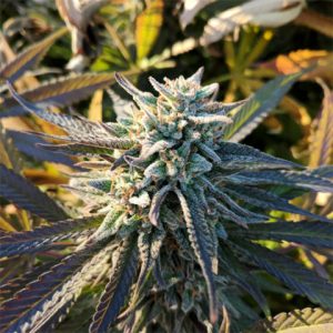 Grape Ape Photo Fem-3898