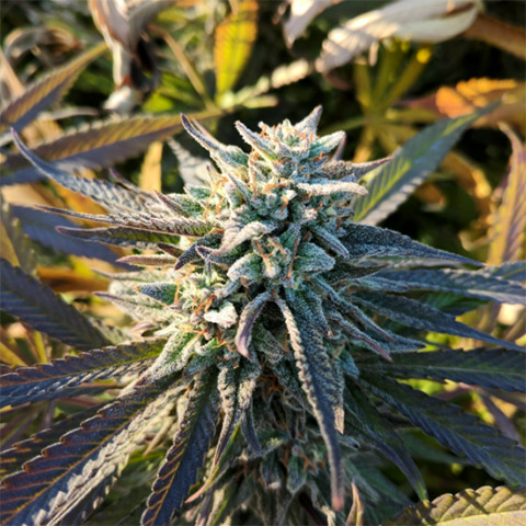Grape Ape Photo Fem-3898