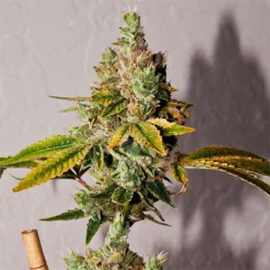 Legend OG Photo Fem-3142