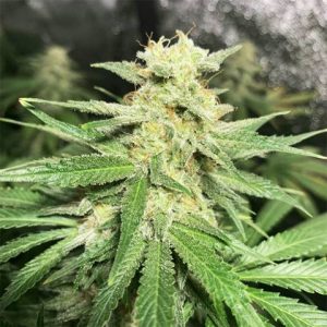 Nicole Kush Photo Fem-0
